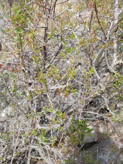 Schinus talampaya, photographed by Leonel Roget