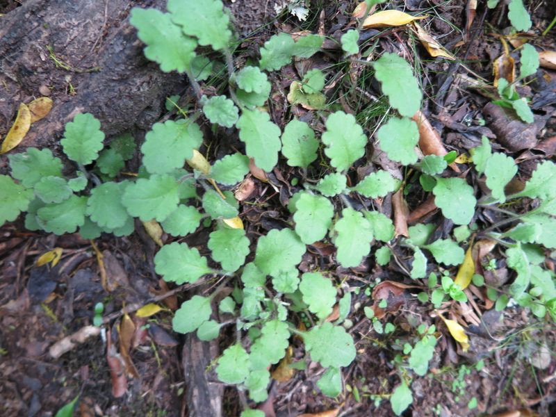 Lagenophora pinnatifida, photographed by Alice Shanks