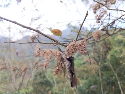 Homalium cochinchinense, photographed by Cheng-Te Hsu