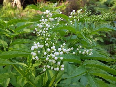 Sambucus gaudichaudiana, photographed by Lek Khauv