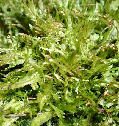 Catagonium nitens, photographed by John Steel