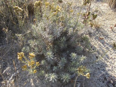 Helichrysum italicum, photographed by Duarte Frade