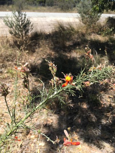 Jacksonia furcellata, photographed by Samuel Brown