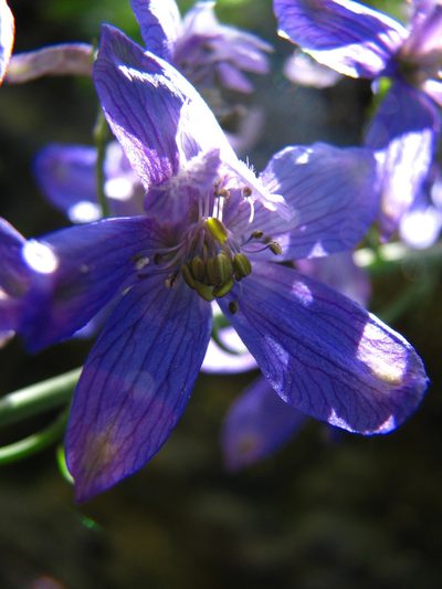 Delphinium umbraculorum, photographed by Zack Abbey
