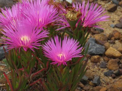 Lampranthus tenuifolius, photographed by Jeremy Gilmore