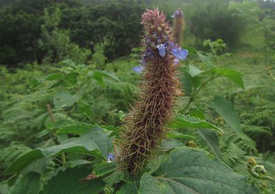 Coleus livingstonei, photographed by Robert Taylor
