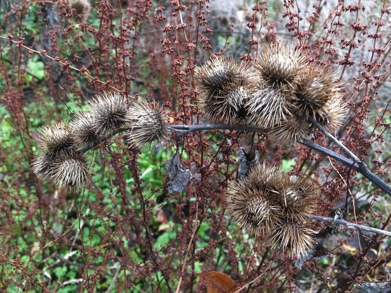 Arctium nemorosum, photographed by T. Pedro Hafermann