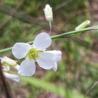 Heliophila glauca, photographed by David Rosenthal