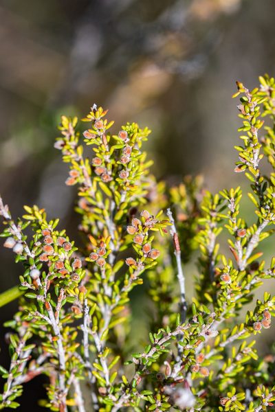 Erica puberuliflora, photographed by magriet b