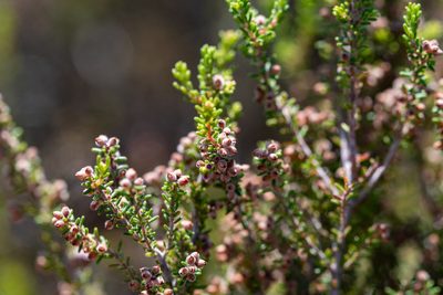 Erica puberuliflora, photographed by magriet b