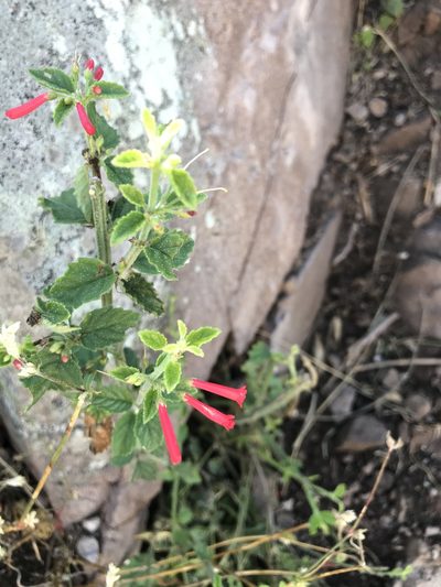 Russelia retrorsa, photographed by Sula Vanderplank