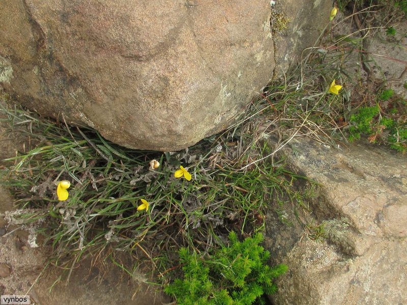 Argyrolobium lunare, photographed by Chris Vynbos