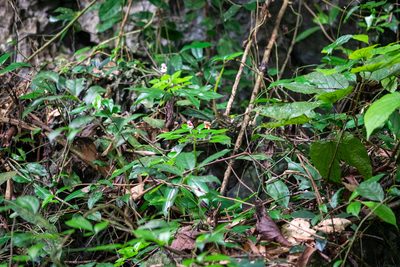 Impatiens bonii, photographed by Shawn O'Donnell