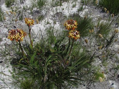 Dilatris viscosa, photographed by Chris Vynbos