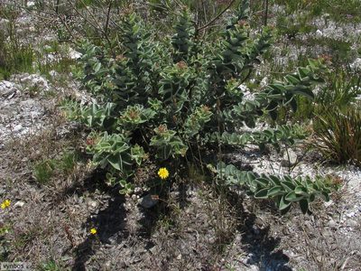 Podalyria cordata, photographed by Chris Vynbos