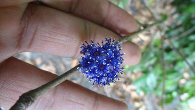 Memecylon randerianum, photographed by Siddarth Machado