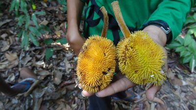 Artocarpus hirsutus, photographed by Siddarth Machado