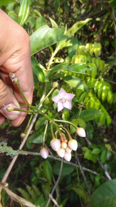 Ardisia solanacea, photographed by Siddarth Machado