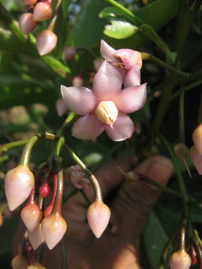 Ardisia solanacea, photographed by Siddarth Machado