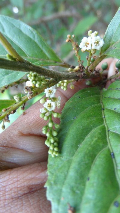 Maesa indica, photographed by Siddarth Machado