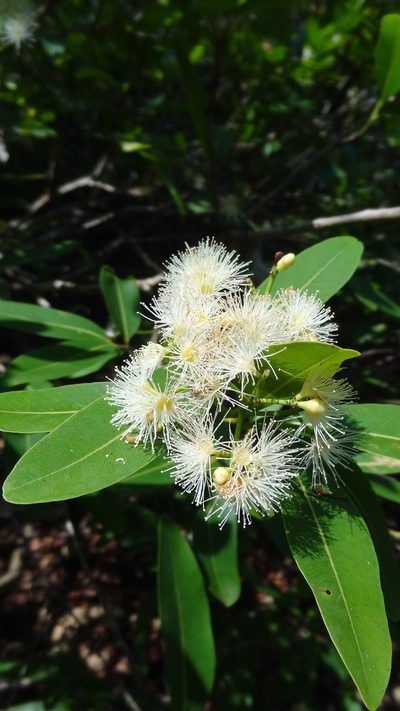 Syzygium salicifolium, photographed by Siddarth Machado