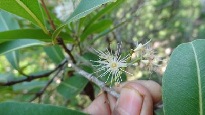 Syzygium salicifolium, photographed by Siddarth Machado