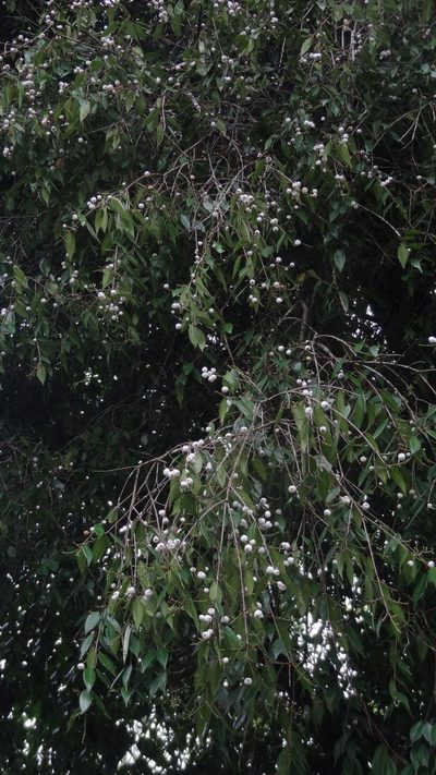 Syzygium zeylanicum, photographed by Siddarth Machado