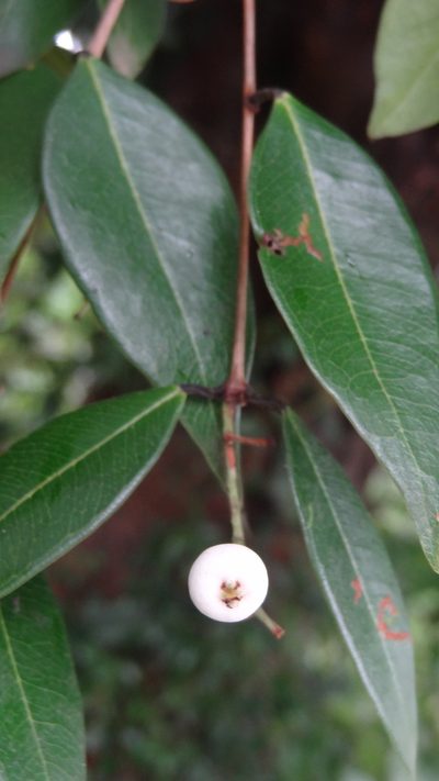 Syzygium zeylanicum, photographed by Siddarth Machado