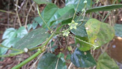 Erythropalum scandens, photographed by Siddarth Machado