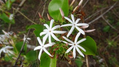 Jasminum malabaricum, photographed by Siddarth Machado