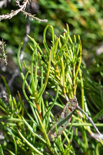 Pteronia tenuifolia, photographed by magriet b