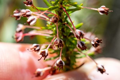 Erica rubiginosa, photographed by magriet b