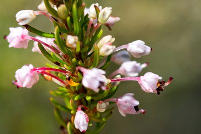 Erica rubiginosa, photographed by magriet b