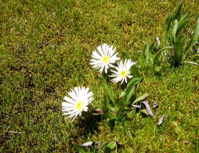 Symphyotrichum glabrifolium, photographed by Anthony Romano