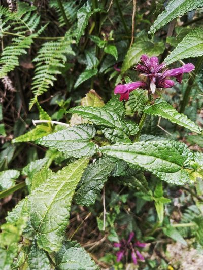 Stachys thunbergii, photographed by David Rosenthal