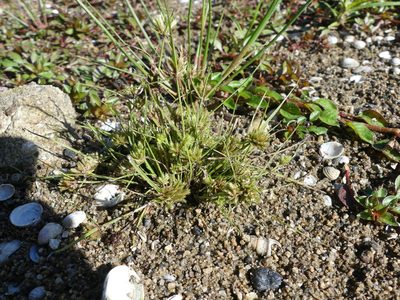Cyperus squarrosus, photographed by botanygirl
