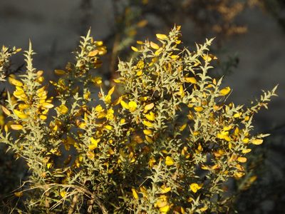 Ulex argenteus, photographed by Duarte Frade
