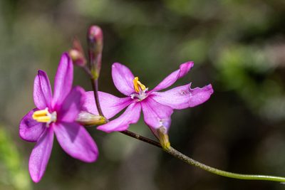 Ixia stricta, photographed by magriet b