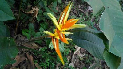 Heliconia aurantiaca, photographed by Giovanni Marques de Castro