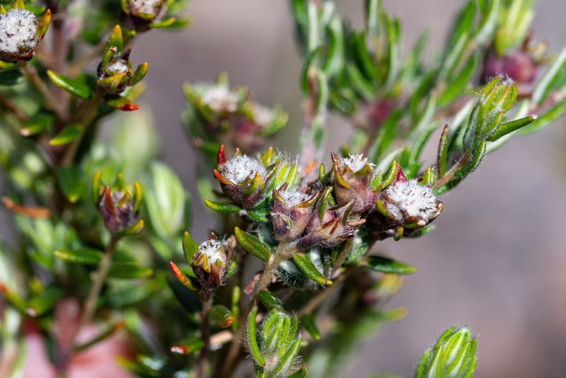 Phylica virgata, photographed by magriet b