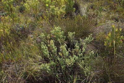 Campylostachys cernua, photographed by Tony Rebelo