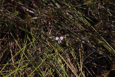 Indigofera pinnata, photographed by Tony Rebelo