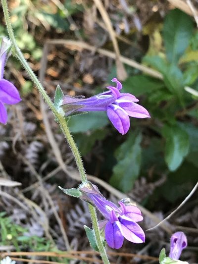Lobelia reverchonii, photographed by Laura Clark