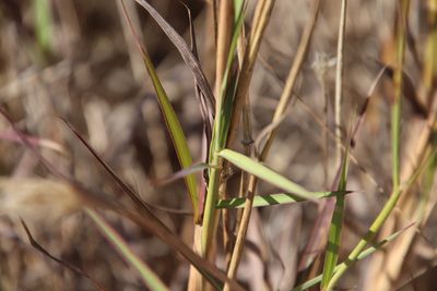Bothriochloa barbinodis, photographed by Millie Basden