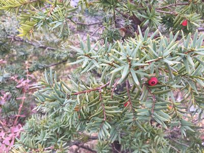 Taxus cuspidata, photographed by Kim, Hyun-tae