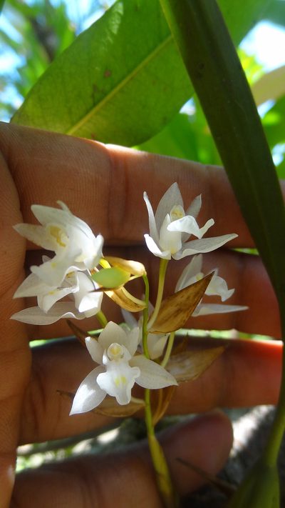 Coelogyne breviscapa, photographed by Siddarth Machado