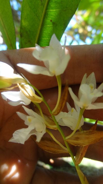 Coelogyne breviscapa, photographed by Siddarth Machado