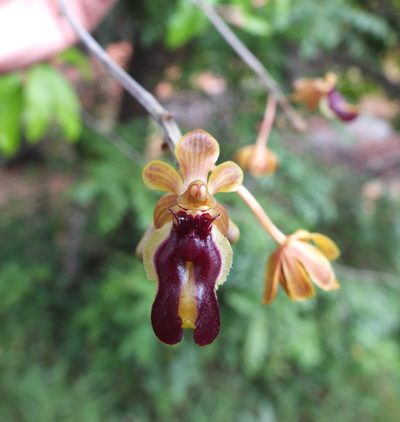 Cottonia peduncularis, photographed by Siddarth Machado