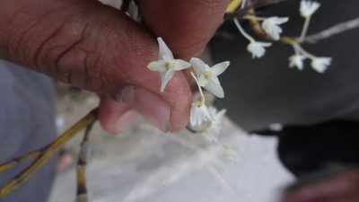 Dendrobium herbaceum, photographed by Siddarth Machado