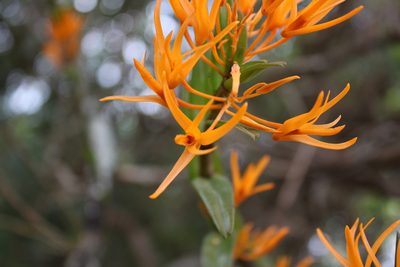 Dendrobium jerdonianum, photographed by Siddarth Machado